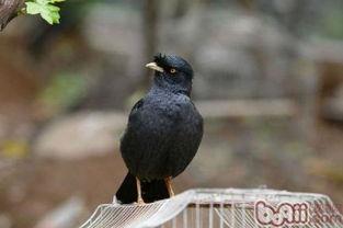 搞笑八哥爆料视频大全集,爆笑集结！搞笑八哥视频大全集笑料盘点  第1张