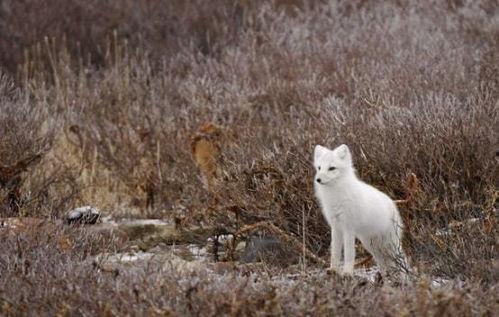 跳白狐的女孩爆料视频,爆料视频背后的惊人真相  第3张